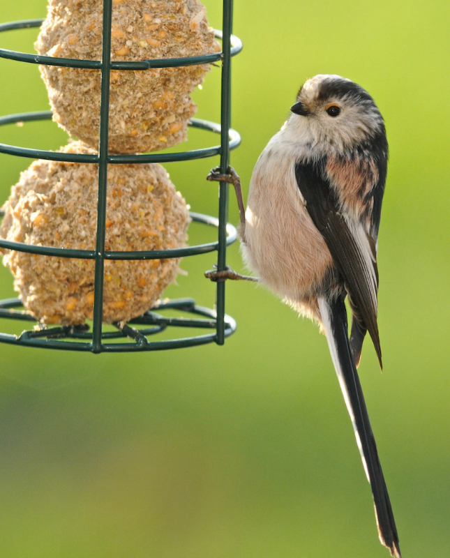 Long Tailed Tit